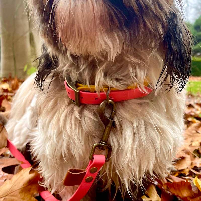 Essential - hundehalsbånd - HipsterHound